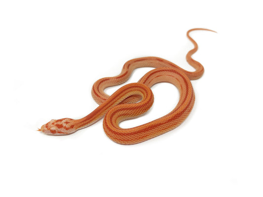 Corn snake (Pantherophis guttatus)