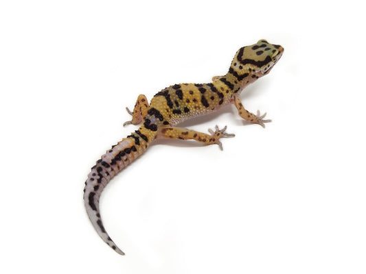 Leopard gecko