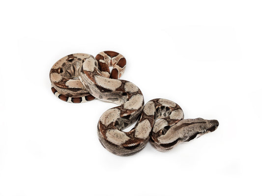 Boa constrictor